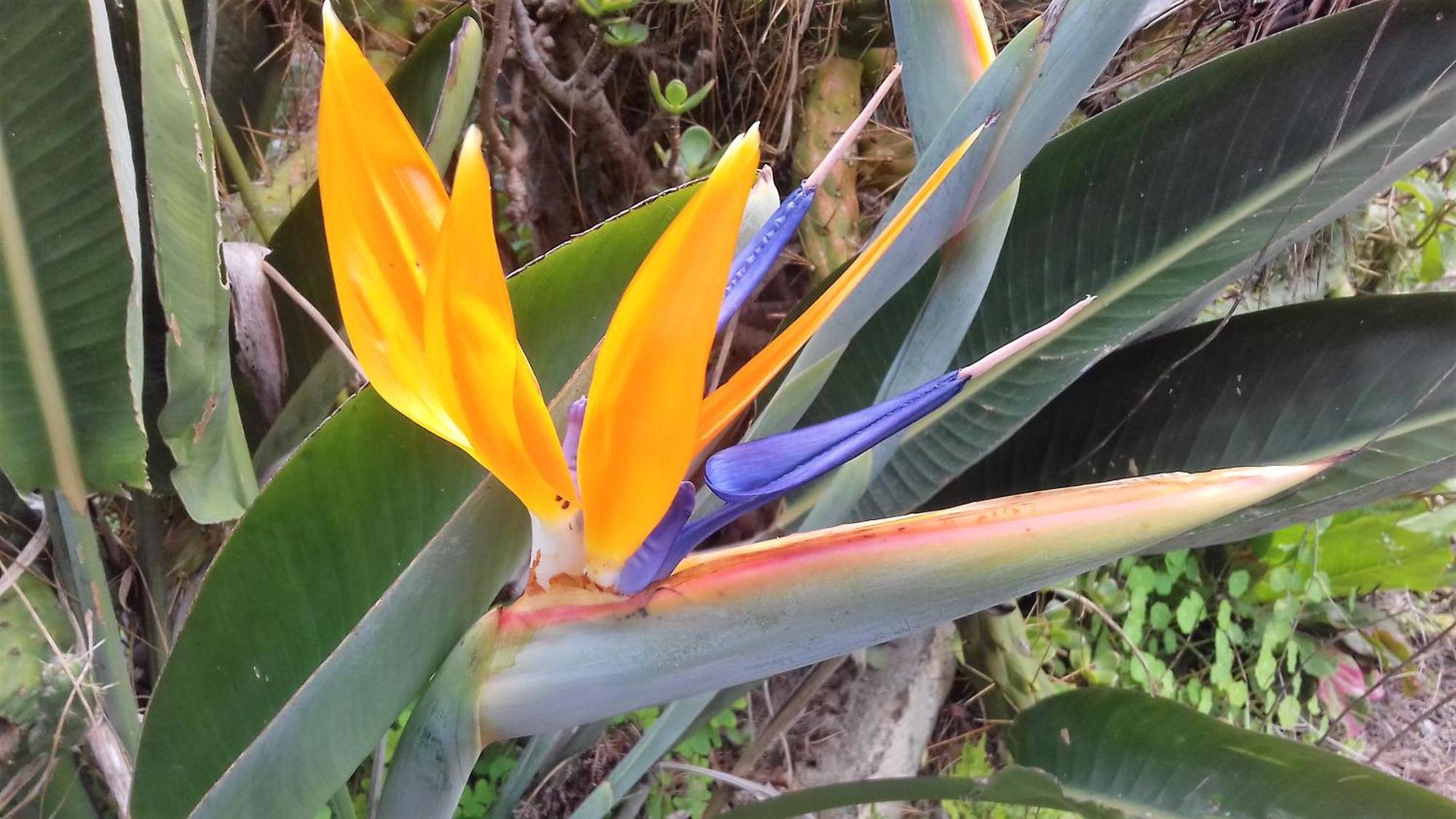 Monte Frio De Tenerife La Guancha Zewnętrze zdjęcie